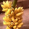 kelvin mwenda