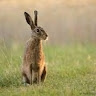 martin hase
