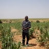 hinberka SODJE
