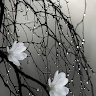 mahammad fahad