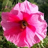 Rose Tremiere