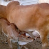 Juhar Hamza