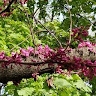 Вікторія Сеник