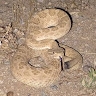 Rattlesnake Relocation & Conservation