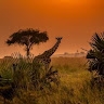 Patrick Okello