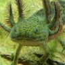 Green Axolotl