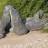 Mindaugas Kundrotas