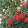 Daniele Sperto