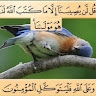 Idris Ahmed