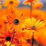 behnam behforouz