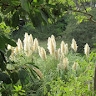 Sarale Salem