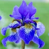 Iris Gapp