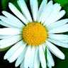 Margherita D'Albora
