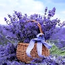 Greeshma  