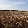 Зіна Глушко