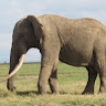 Purity wawira