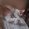 Nektaria Papadopoulou