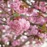 Crystal J