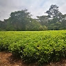 gacheri kimathi