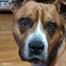 Bernard Mirt