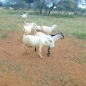 Abdi Maalim