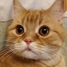 Алла Прокопенко