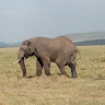 Stella Muthwale