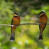 GREEN BIRD