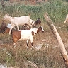 Biyinzika Charles
