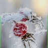 haouchine chahrazed