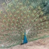 Qaseem  Pindiga