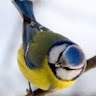 Early Bird