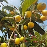 Lyna Attari