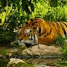 Vasiliy  