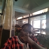 ROY JAJI