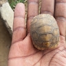 Wilson Mukuna