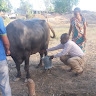 livestock center kenya