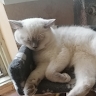 Мария Низола
