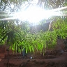 lawrence mwanza