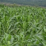 Kabiru Isah