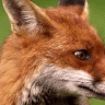 Crystal Fox