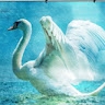 Anannya Pearl