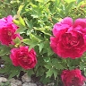 S Douglas