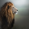 jamie Chege