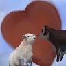 Анна Дударик