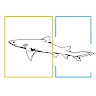 LemonShark Productions