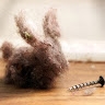 Dast Bunny En La Casa