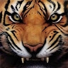 Nitin  
