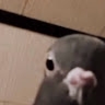 Gio  