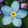 ЗДО No82 Незабудка